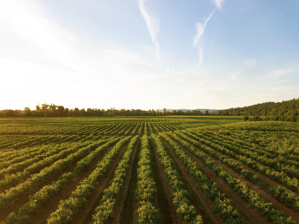 Rows of crops on a sustainable farm at sunset in Andalusia